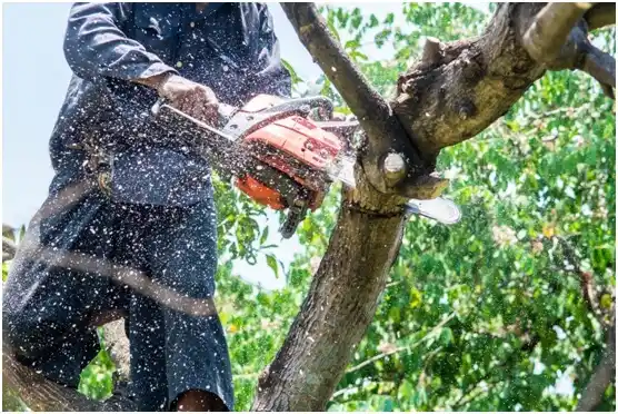 tree services Buena Vista